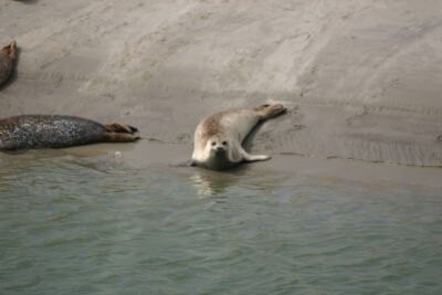 Zeehonden op de zandplaat