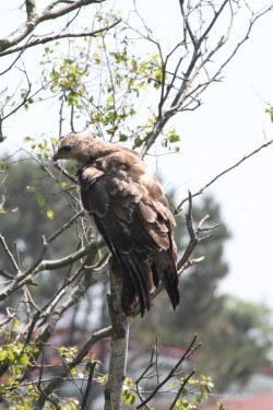 roofvogel gezien
