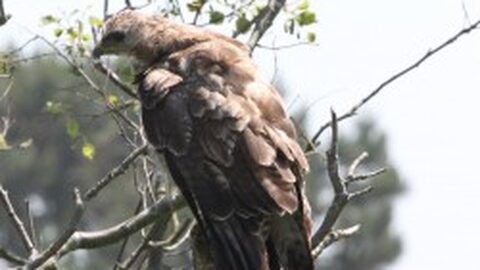 roofvogel gezien