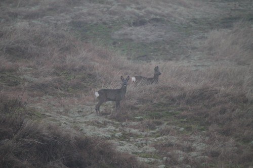 Rehe in den Dünen.