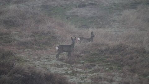 Reeen in de duinen.