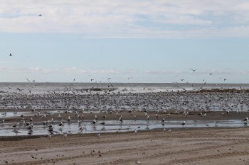Strand Hollum