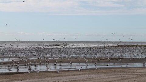 Hollum Beach