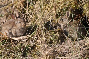 2 kleine bewoners