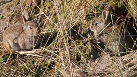 2 little residents